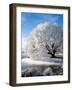 Hoar Frost on Willow Tree, near Omakau, Central Otago, South Island, New Zealand-David Wall-Framed Photographic Print