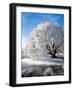 Hoar Frost on Willow Tree, near Omakau, Central Otago, South Island, New Zealand-David Wall-Framed Photographic Print