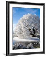 Hoar Frost on Willow Tree, near Omakau, Central Otago, South Island, New Zealand-David Wall-Framed Photographic Print