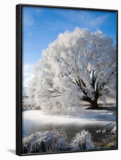 Hoar Frost on Willow Tree, near Omakau, Central Otago, South Island, New Zealand-David Wall-Framed Photographic Print