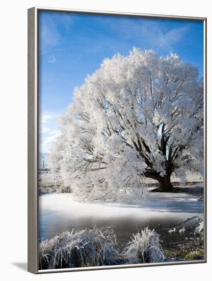 Hoar Frost on Willow Tree, near Omakau, Central Otago, South Island, New Zealand-David Wall-Framed Photographic Print