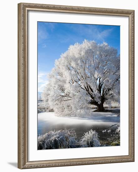 Hoar Frost on Willow Tree, near Omakau, Central Otago, South Island, New Zealand-David Wall-Framed Photographic Print