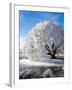 Hoar Frost on Willow Tree, near Omakau, Central Otago, South Island, New Zealand-David Wall-Framed Photographic Print