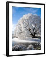 Hoar Frost on Willow Tree, near Omakau, Central Otago, South Island, New Zealand-David Wall-Framed Photographic Print