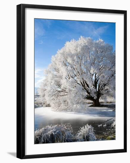 Hoar Frost on Willow Tree, near Omakau, Central Otago, South Island, New Zealand-David Wall-Framed Photographic Print