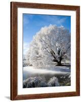 Hoar Frost on Willow Tree, near Omakau, Central Otago, South Island, New Zealand-David Wall-Framed Photographic Print