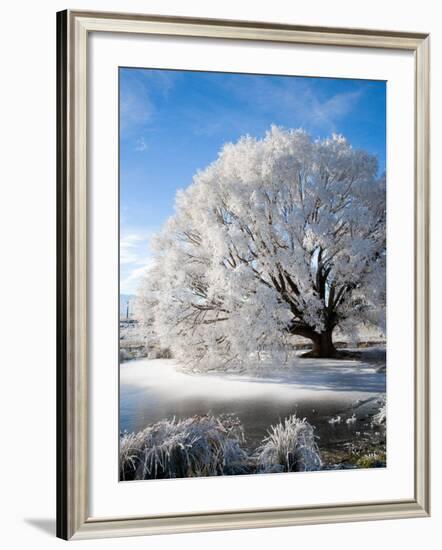 Hoar Frost on Willow Tree, near Omakau, Central Otago, South Island, New Zealand-David Wall-Framed Photographic Print