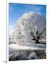 Hoar Frost on Willow Tree, near Omakau, Central Otago, South Island, New Zealand-David Wall-Framed Photographic Print