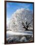 Hoar Frost on Willow Tree, near Omakau, Central Otago, South Island, New Zealand-David Wall-Framed Photographic Print