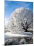 Hoar Frost on Willow Tree, near Omakau, Central Otago, South Island, New Zealand-David Wall-Mounted Photographic Print