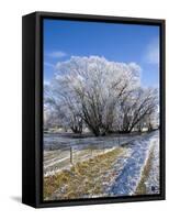 Hoar Frost, Oturehua, South Island, New Zealand-David Wall-Framed Stretched Canvas