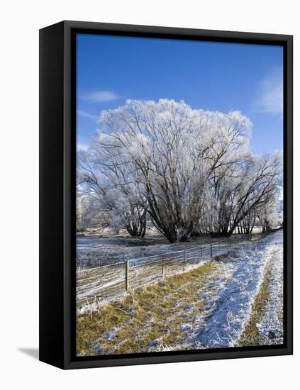 Hoar Frost, Oturehua, South Island, New Zealand-David Wall-Framed Stretched Canvas