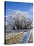 Hoar Frost, Oturehua, South Island, New Zealand-David Wall-Stretched Canvas