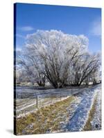 Hoar Frost, Oturehua, South Island, New Zealand-David Wall-Stretched Canvas