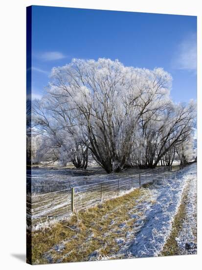 Hoar Frost, Oturehua, South Island, New Zealand-David Wall-Stretched Canvas