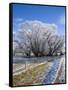 Hoar Frost, Oturehua, South Island, New Zealand-David Wall-Framed Stretched Canvas