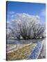 Hoar Frost, Oturehua, South Island, New Zealand-David Wall-Stretched Canvas