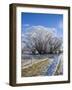 Hoar Frost, Oturehua, South Island, New Zealand-David Wall-Framed Photographic Print