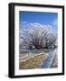 Hoar Frost, Oturehua, South Island, New Zealand-David Wall-Framed Photographic Print