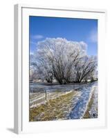 Hoar Frost, Oturehua, South Island, New Zealand-David Wall-Framed Photographic Print