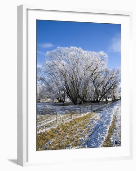 Hoar Frost, Oturehua, South Island, New Zealand-David Wall-Framed Photographic Print