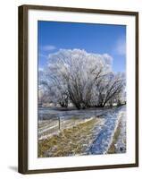 Hoar Frost, Oturehua, South Island, New Zealand-David Wall-Framed Photographic Print