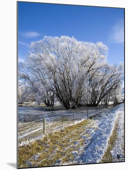 Hoar Frost, Oturehua, South Island, New Zealand-David Wall-Mounted Photographic Print