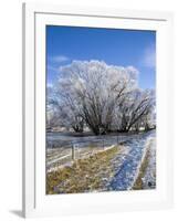 Hoar Frost, Oturehua, South Island, New Zealand-David Wall-Framed Photographic Print