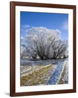 Hoar Frost, Oturehua, South Island, New Zealand-David Wall-Framed Photographic Print