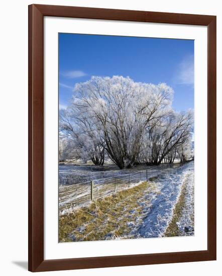 Hoar Frost, Oturehua, South Island, New Zealand-David Wall-Framed Photographic Print