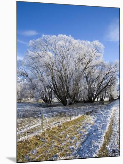 Hoar Frost, Oturehua, South Island, New Zealand-David Wall-Mounted Photographic Print