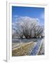 Hoar Frost, Oturehua, South Island, New Zealand-David Wall-Framed Photographic Print