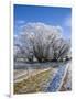 Hoar Frost, Oturehua, South Island, New Zealand-David Wall-Framed Photographic Print