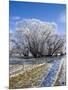 Hoar Frost, Oturehua, South Island, New Zealand-David Wall-Mounted Photographic Print