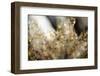 Hoar frost plant branches with bokeh-Paivi Vikstrom-Framed Photographic Print