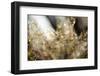 Hoar frost plant branches with bokeh-Paivi Vikstrom-Framed Photographic Print