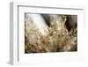 Hoar frost plant branches with bokeh-Paivi Vikstrom-Framed Photographic Print