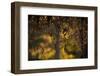 Hoar frost rowan branches on nature blur background-Paivi Vikstrom-Framed Photographic Print