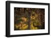 Hoar frost rowan branches on nature blur background-Paivi Vikstrom-Framed Photographic Print