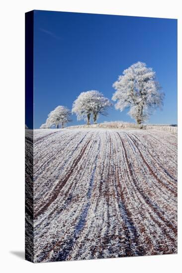 Hoar Frosted Farmland and Trees, Bow, Mid Devon, England. Winter-Adam Burton-Stretched Canvas