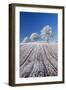 Hoar Frosted Farmland and Trees, Bow, Mid Devon, England. Winter-Adam Burton-Framed Photographic Print