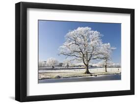 Hoar Frosted Tree on the Banks of a Frozen Lake, Morchard Road, Devon, England. Winter-Adam Burton-Framed Photographic Print