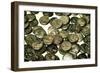 Hoard of Celtic Coins, (some copy Greek originals) found in Hungary, Silver, 1st Century BC-Unknown-Framed Giclee Print