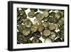 Hoard of Celtic Coins, (some copy Greek originals) found in Hungary, Silver, 1st Century BC-Unknown-Framed Giclee Print