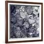 Hoard of silver & Arab coins from a Viking grave, Sweden, 10th century. Artist: Unknown-Unknown-Framed Giclee Print