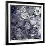 Hoard of silver & Arab coins from a Viking grave, Sweden, 10th century. Artist: Unknown-Unknown-Framed Giclee Print