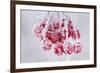 Hoarfrost at Plants in Icy Cold-Wolfgang Filser-Framed Photographic Print