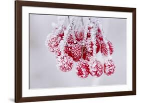 Hoarfrost at Plants in Icy Cold-Wolfgang Filser-Framed Photographic Print