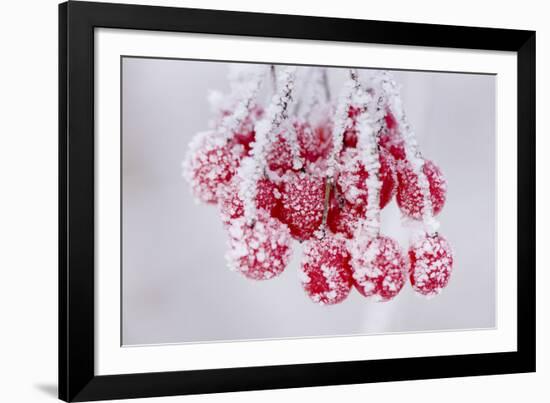 Hoarfrost at Plants in Icy Cold-Wolfgang Filser-Framed Photographic Print