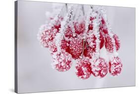 Hoarfrost at Plants in Icy Cold-Wolfgang Filser-Stretched Canvas